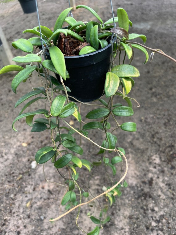その他観葉植物 HOYA Lyi Rare) Hoya lyi prism silver for sale - HappyForestStore