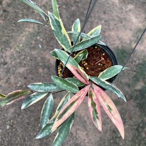 Hoya argentea princess - Etsy 日本