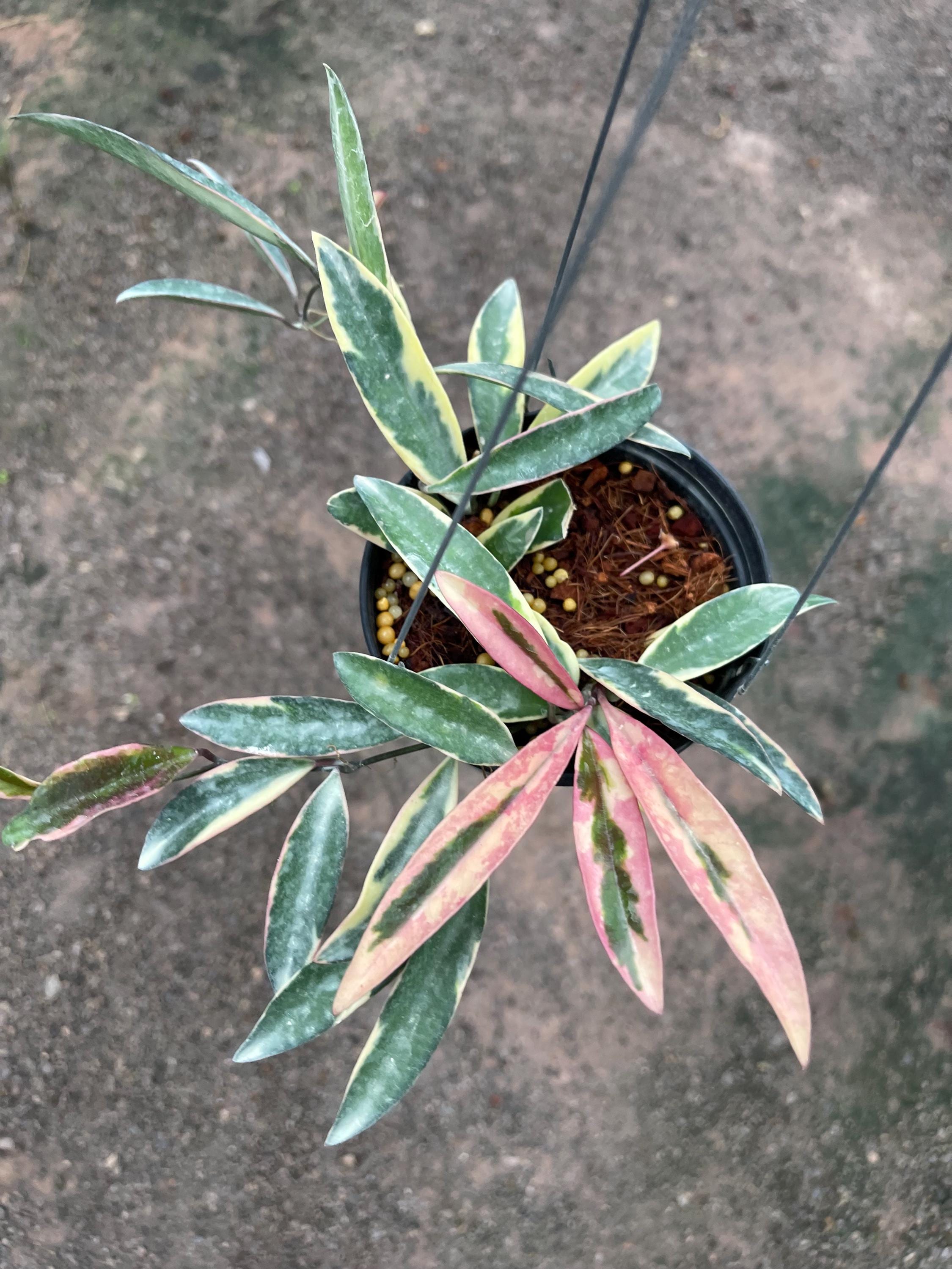 Hoya argentea princess - Etsy 日本