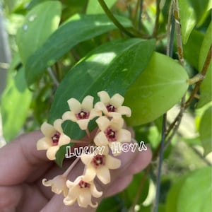 Könnte beinhalten: Nahaufnahme einer Gruppe von blassgelben Wachsblumen mit mahagonifarbenen Zentren. Die Blüten werden in einer Hand gehalten, auf der der Text "LUCKY HOYA" steht.