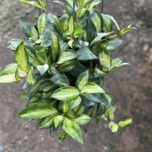 Hoya lacunosa bruno - Etsy 日本