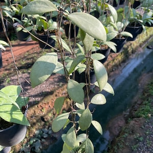 Hoya Erythrostemma silver free ((phytosanitary certificate))