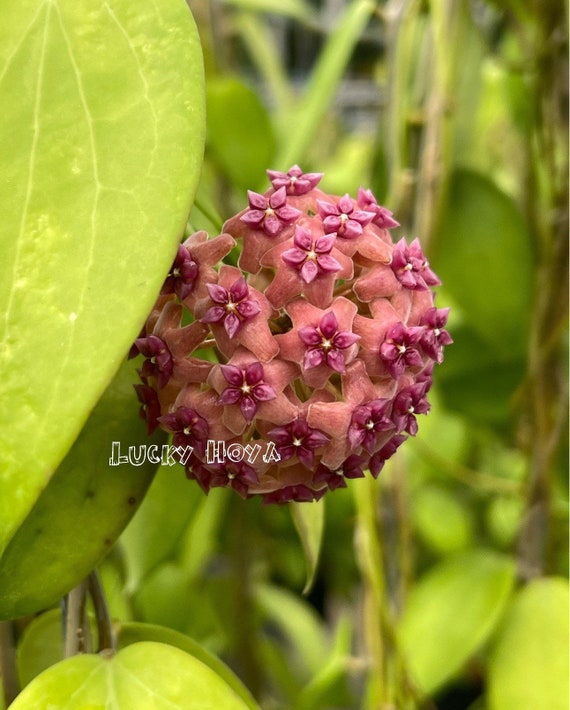 Hoya Aldrichii ((((HOYA)) ##phyto Cer /// - Etsy