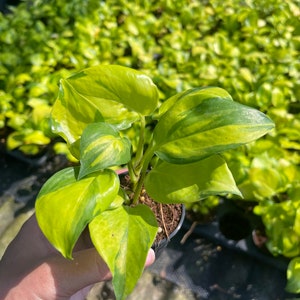 Variegated Neon ((((Epipremnum Aureum)))) phyto-cer////