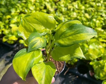 Epipremnum Neon Joy Pothos Extremely Rare Import/Philodendron 