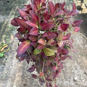 Hoya Sipitangensis(((((Hoya))))) phyto-cer/////
