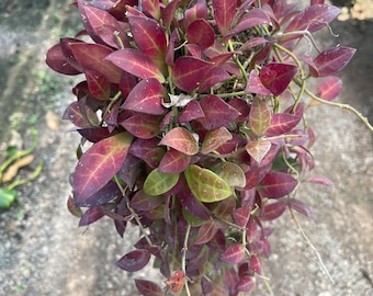 Hoya Sipitangensis(((((Hoya))))) phyto-cer/////