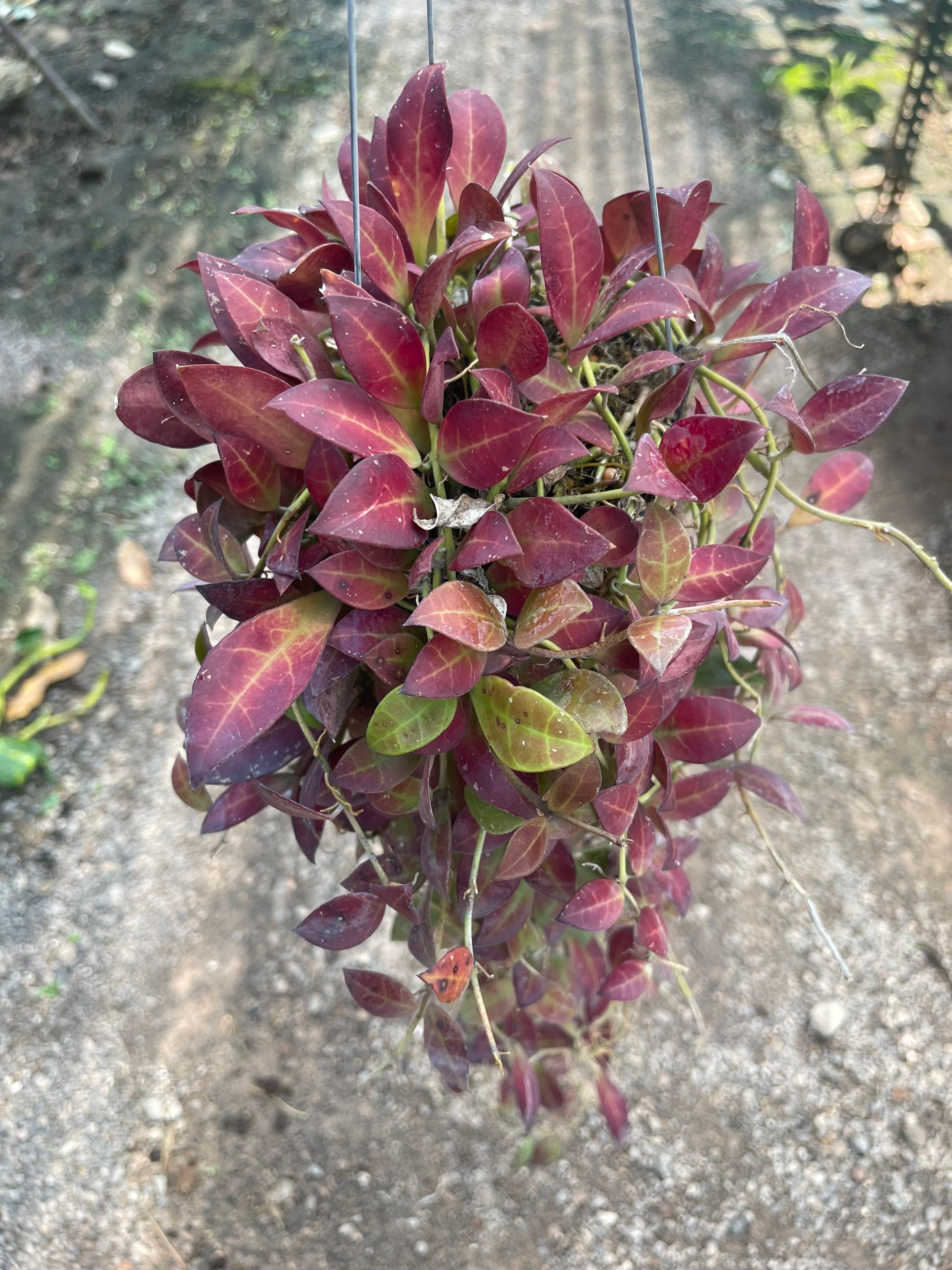 Hoya chinghungensis - Etsy 日本