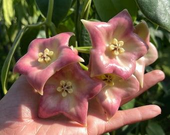 Hoya Imbricata ((HOYA)) ##phyto cer  ///Random