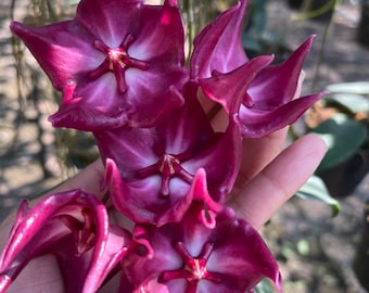 Hoya Macgillvrayi ((((Hoya))))phyto-cer////