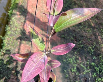 Hoya ranauensis | Vermont Hoyas