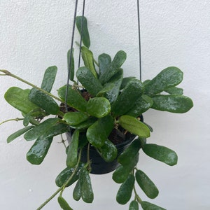 Hoya Rotundiflora (((Hoya))) phyto-cer ///