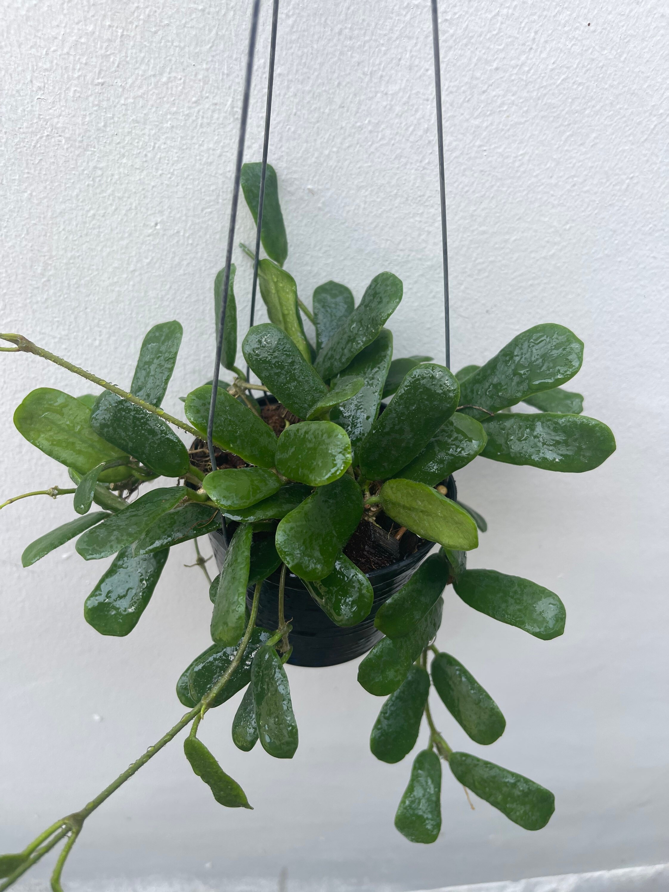 HOYA ロヘリ 250808 21