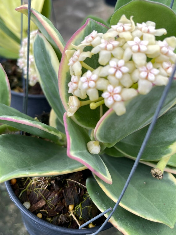 Hoya Pachyclada Albomarginata ((((hoya))) Phrto-cer //// - Etsy