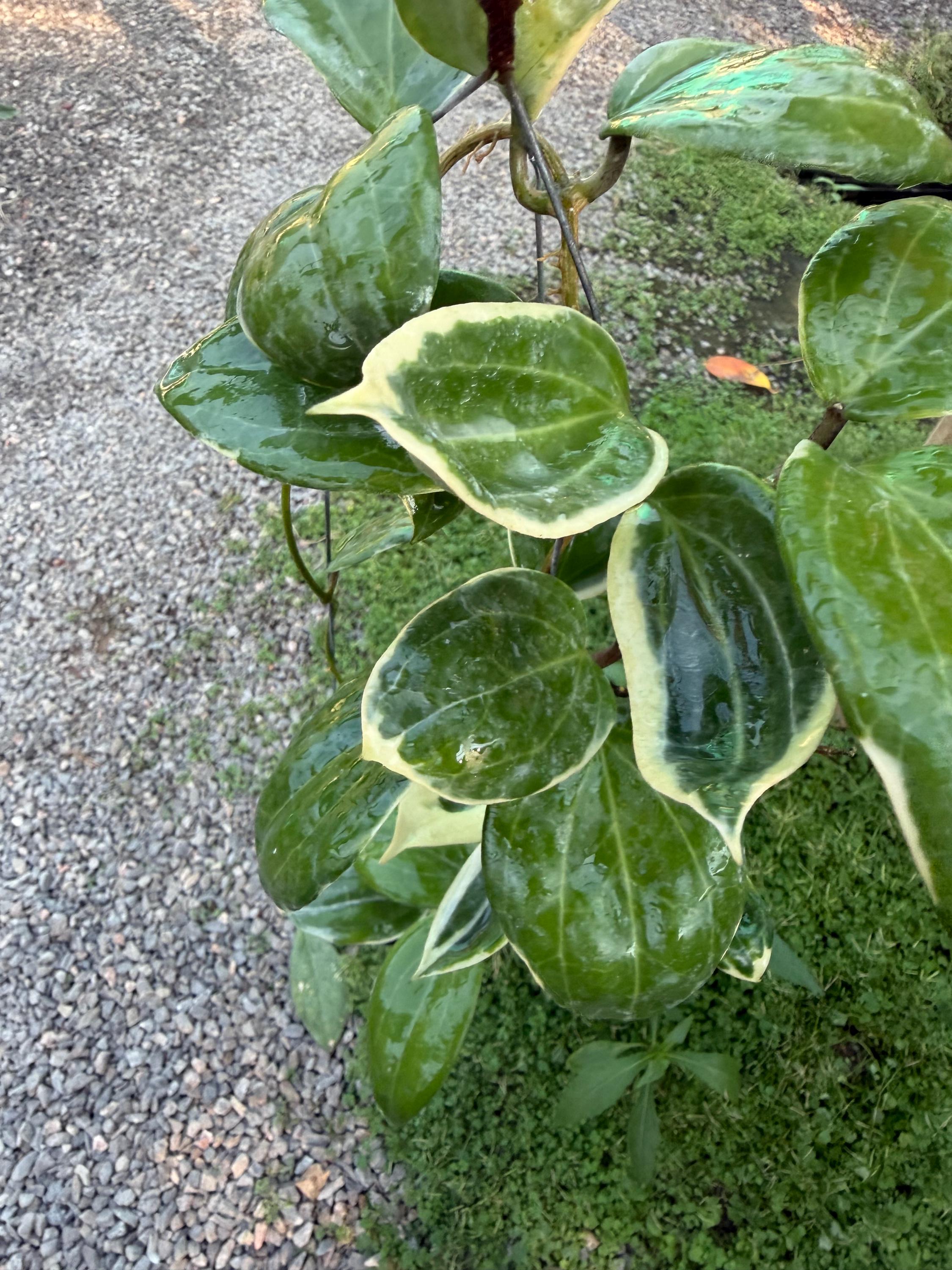 Hoya Quinquenervia Albomarginata ,hoya Little Plu /// Free- Phyto