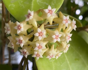 Hoya BP03 (((Hoya)))) phyto-cer/////