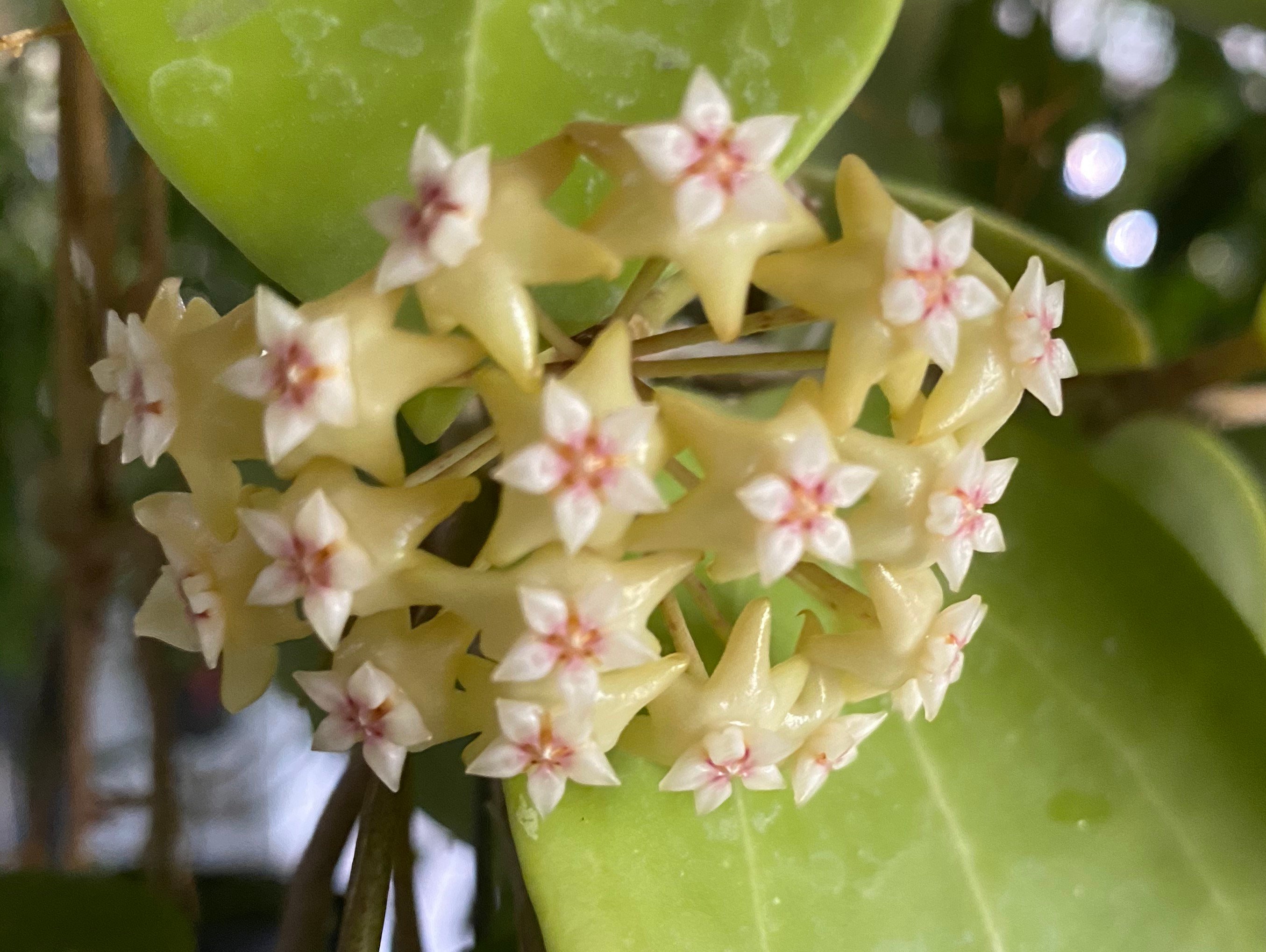 Hoya BP03 (((hoya)))) Phyto-cer///// - Etsy