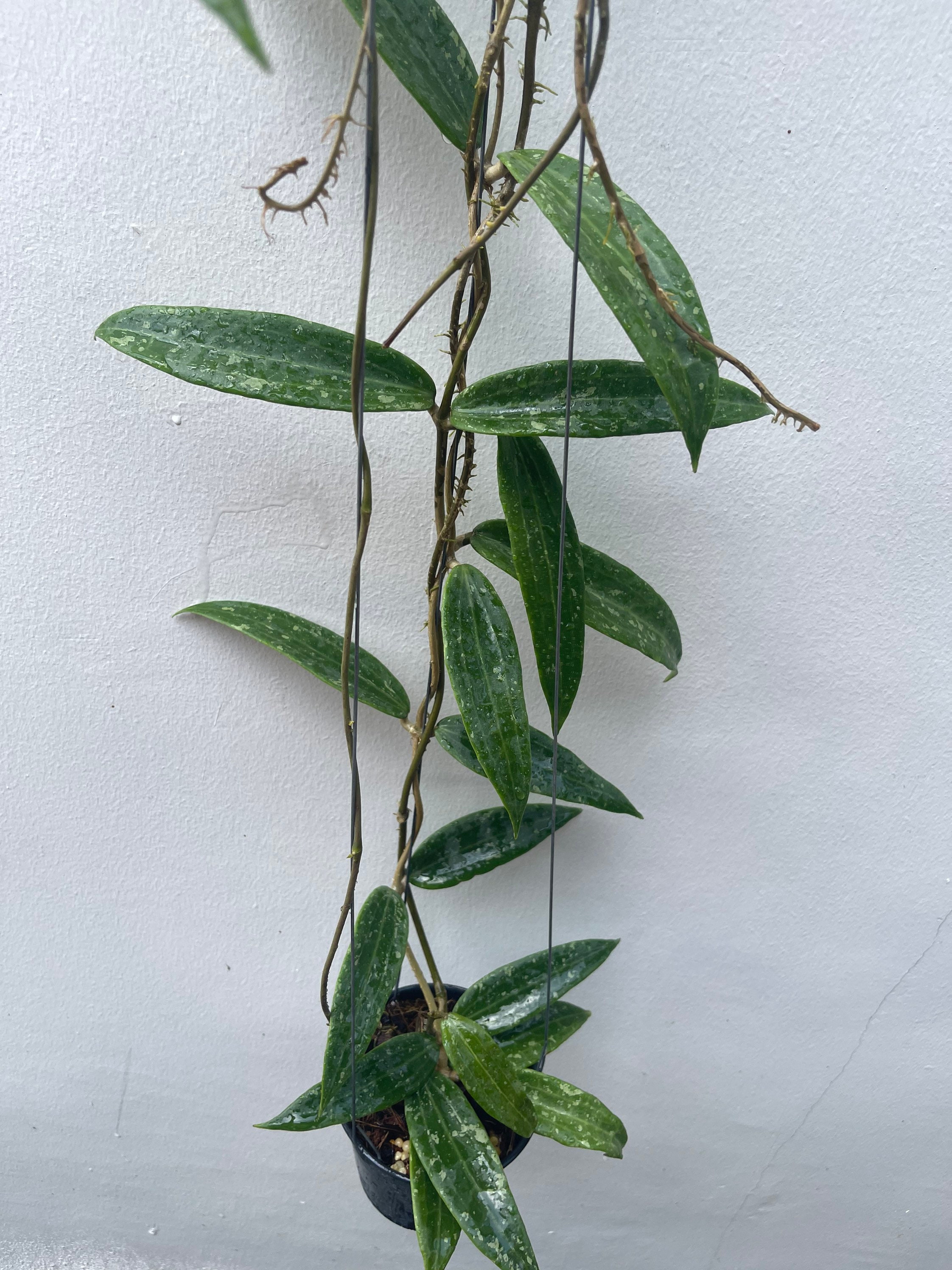 Hoya Sp.loei or Malaysia Splash (((hoya)))) Phyto-cer///// - Etsy