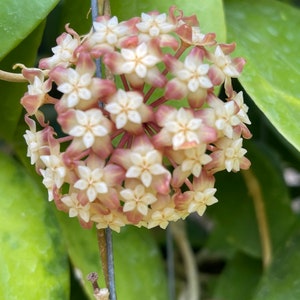 Hoya Mindanao UT-247 (((Hoya))) phyto-cer////