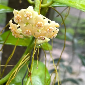 Hoya AH014 ///: free phyto -cer////