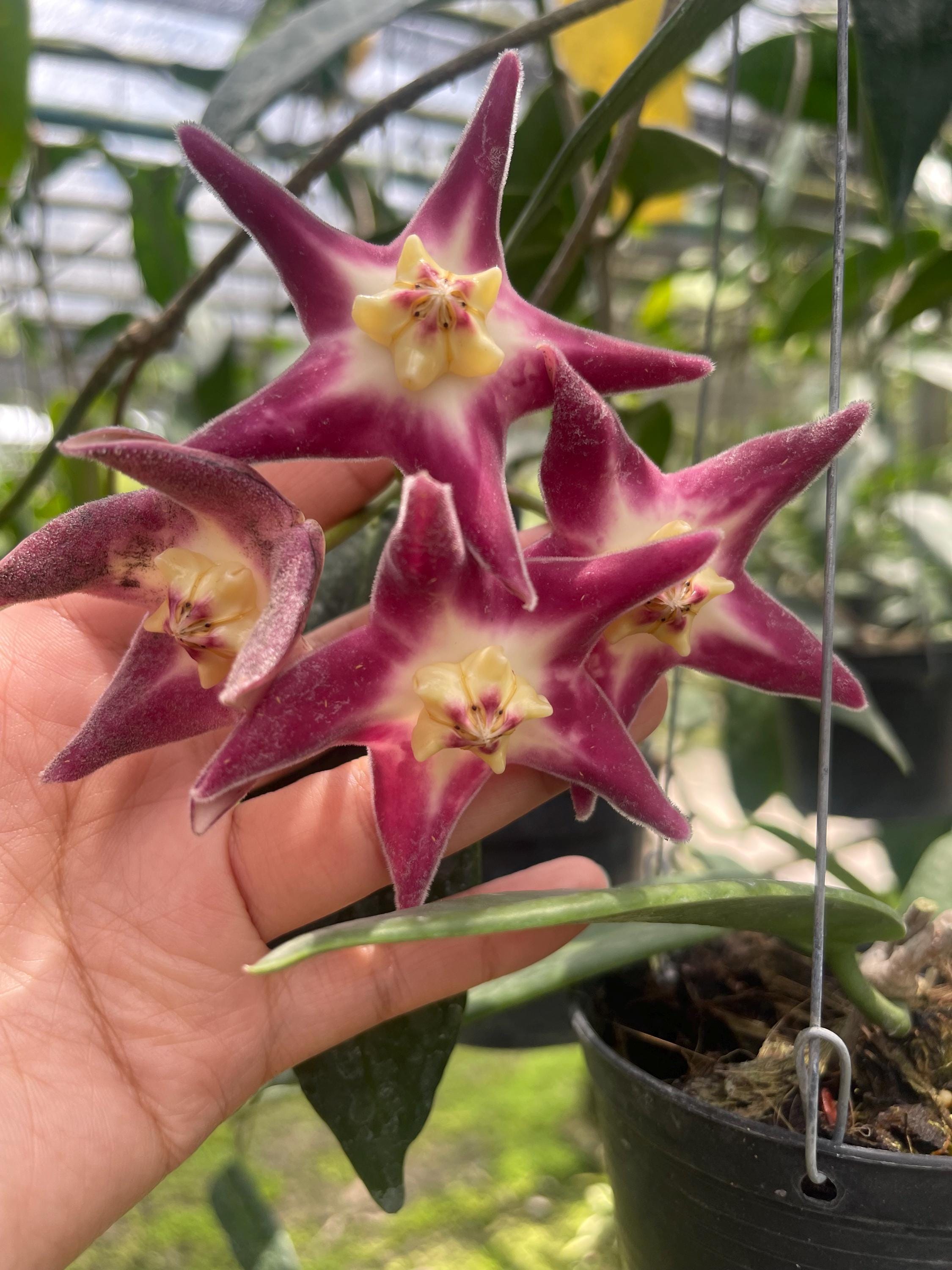 Hoya Stenakei Pink ((((HOYA)) ##phyto Cer /// - Etsy