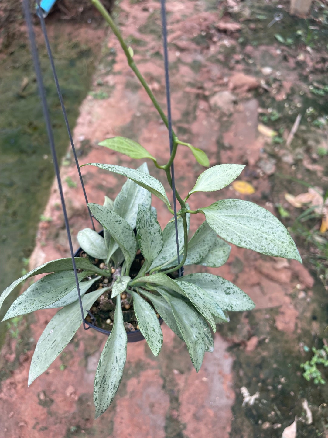 Hoya New Guinea Ghost Phyto-cer//// - Etsy
