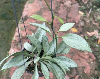 Hoya nieuw-guinea ghost phyto-Cer////