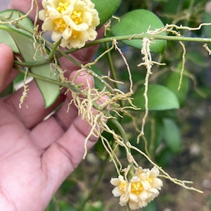 Hoya Davidcummingii yellow ((((Hoya)))))phyto-cer////