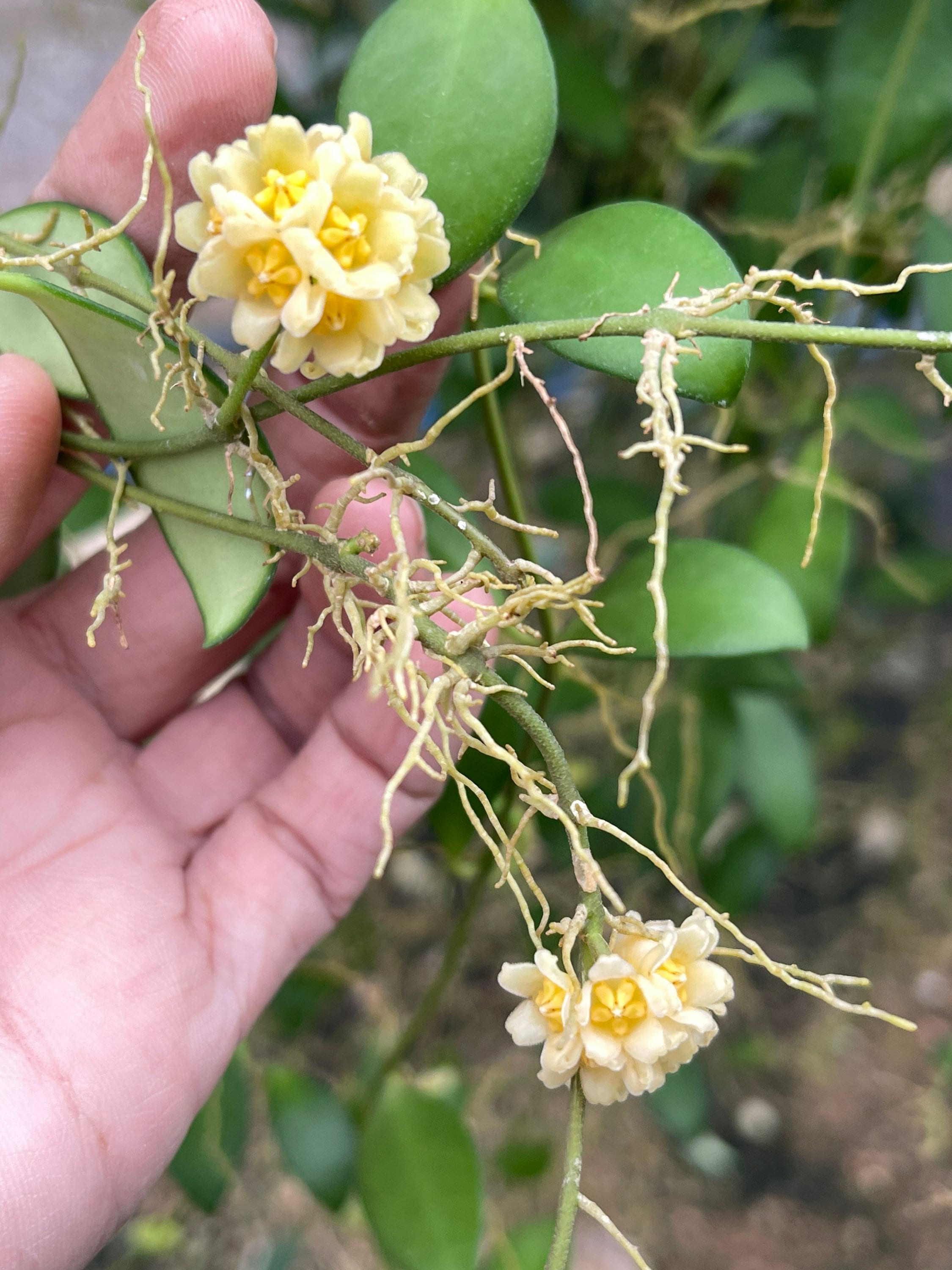 Hoya Davidcummingii Yellow ((((hoya)))))phyto-cer//// - Etsy