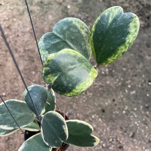 Hoya Kerrii albo Marginata spot (((((Hoya - splash -pattern)))))) photo-cer://////