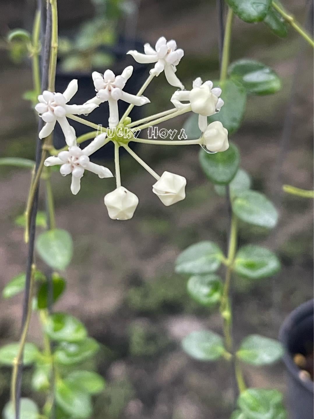 1025＊Hoya ＊ホヤ ＊diversifolia ＊グリーンオングリーン 1025＊Hoya ＊ホヤ ＊diversifolia ＊グリーンオングリーン 1025＊Hoya