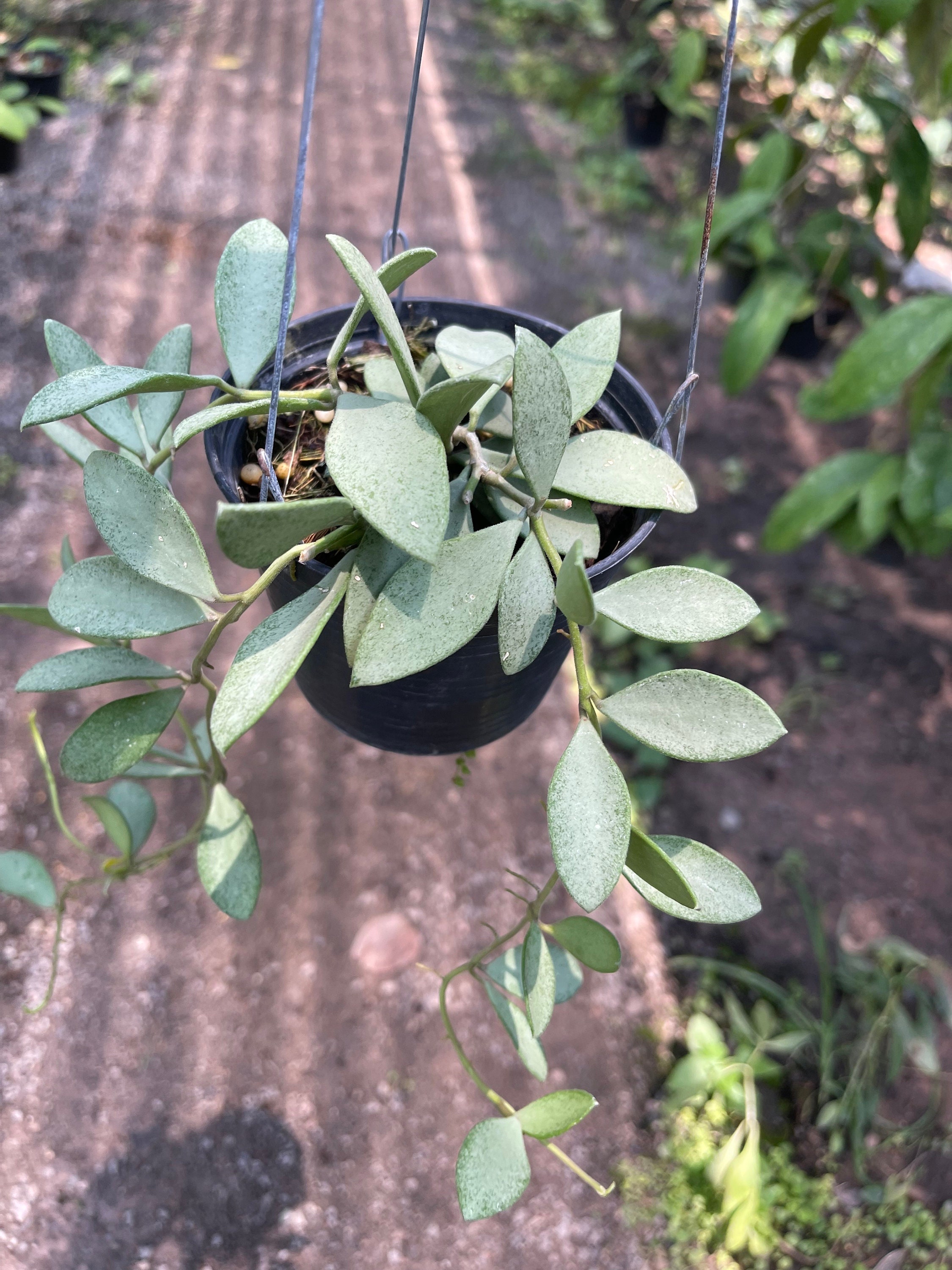 ホヤ ヌンムラリオイデス シルバー ///// free- phyto -cer//// - Etsy