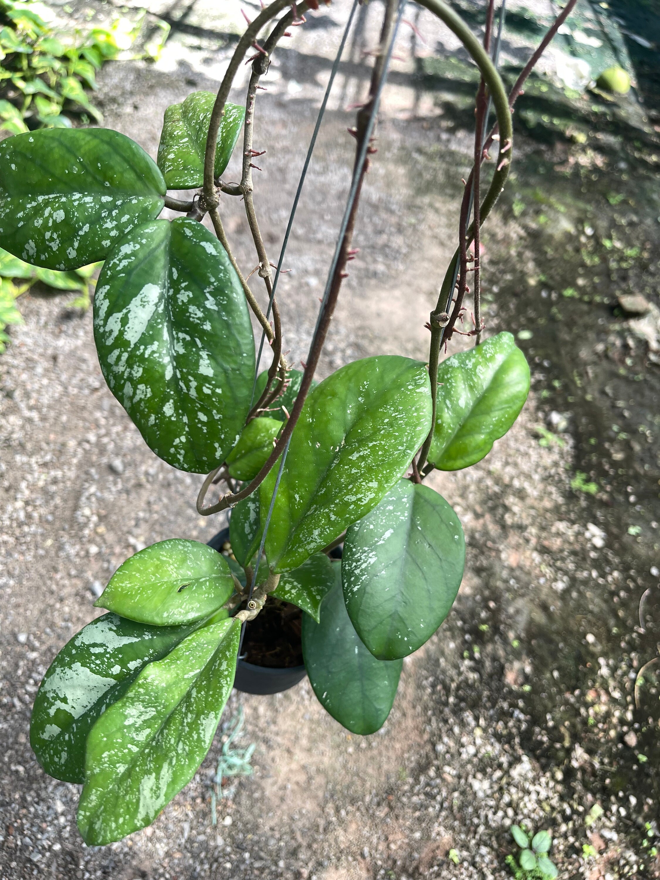 hoya cv joy 希少　レア品種 Hoya cv Joy : r/hoyas