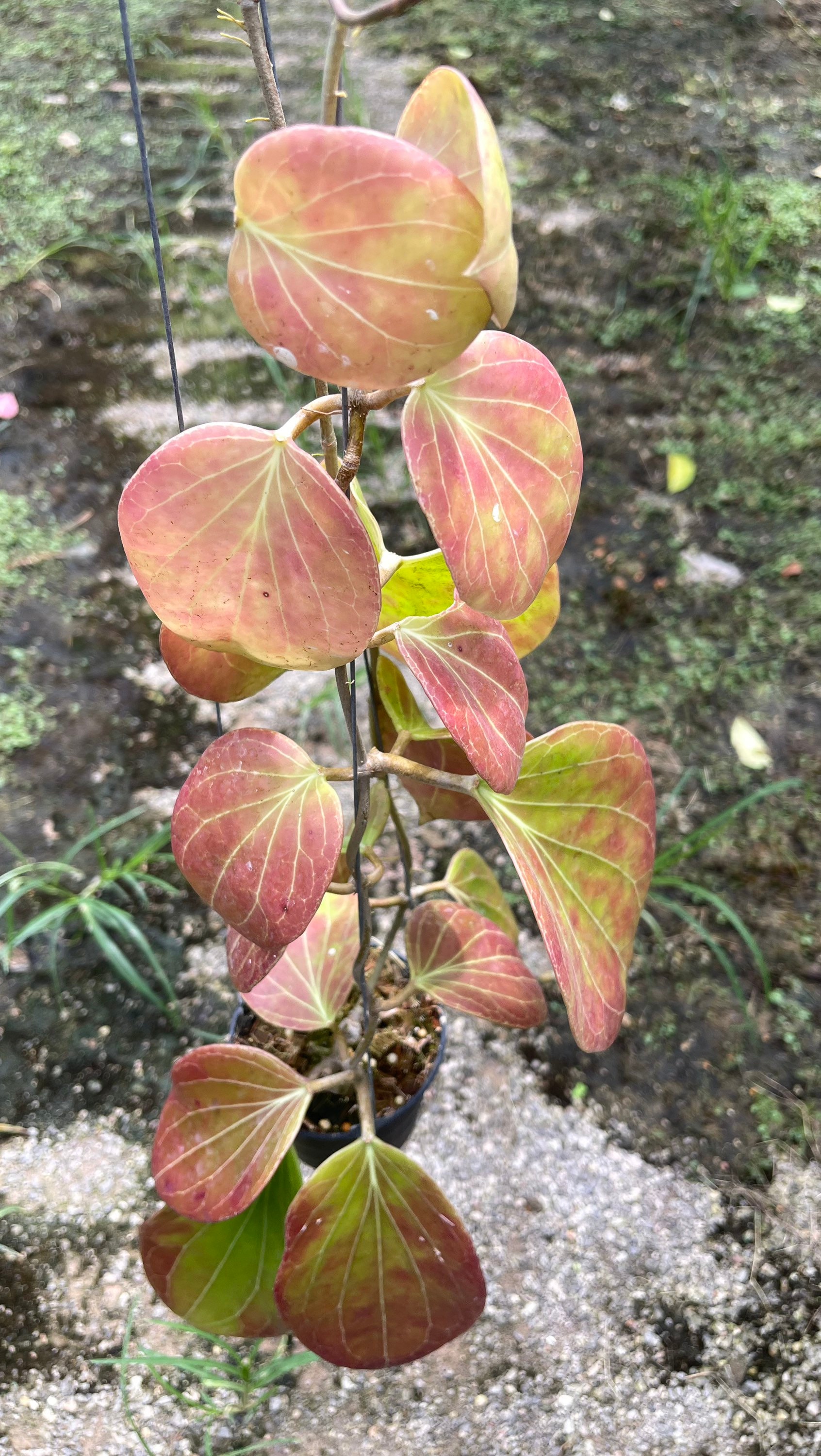 Hoya PNG 432 Red ((((hoya)))) Phyto-cer - Etsy