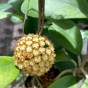 Hoya Viola ((((Hoya ))) phyto -cer ////
