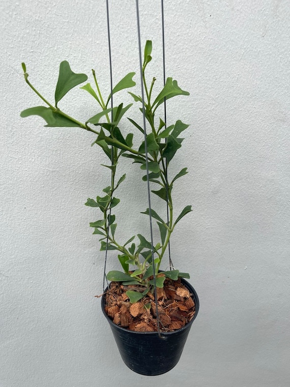 Hoya Manipurensis (((hoya))) Phyto-cer//// - Etsy