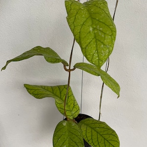 Hoya Meridithii (((Hoya))) phyto-cer///