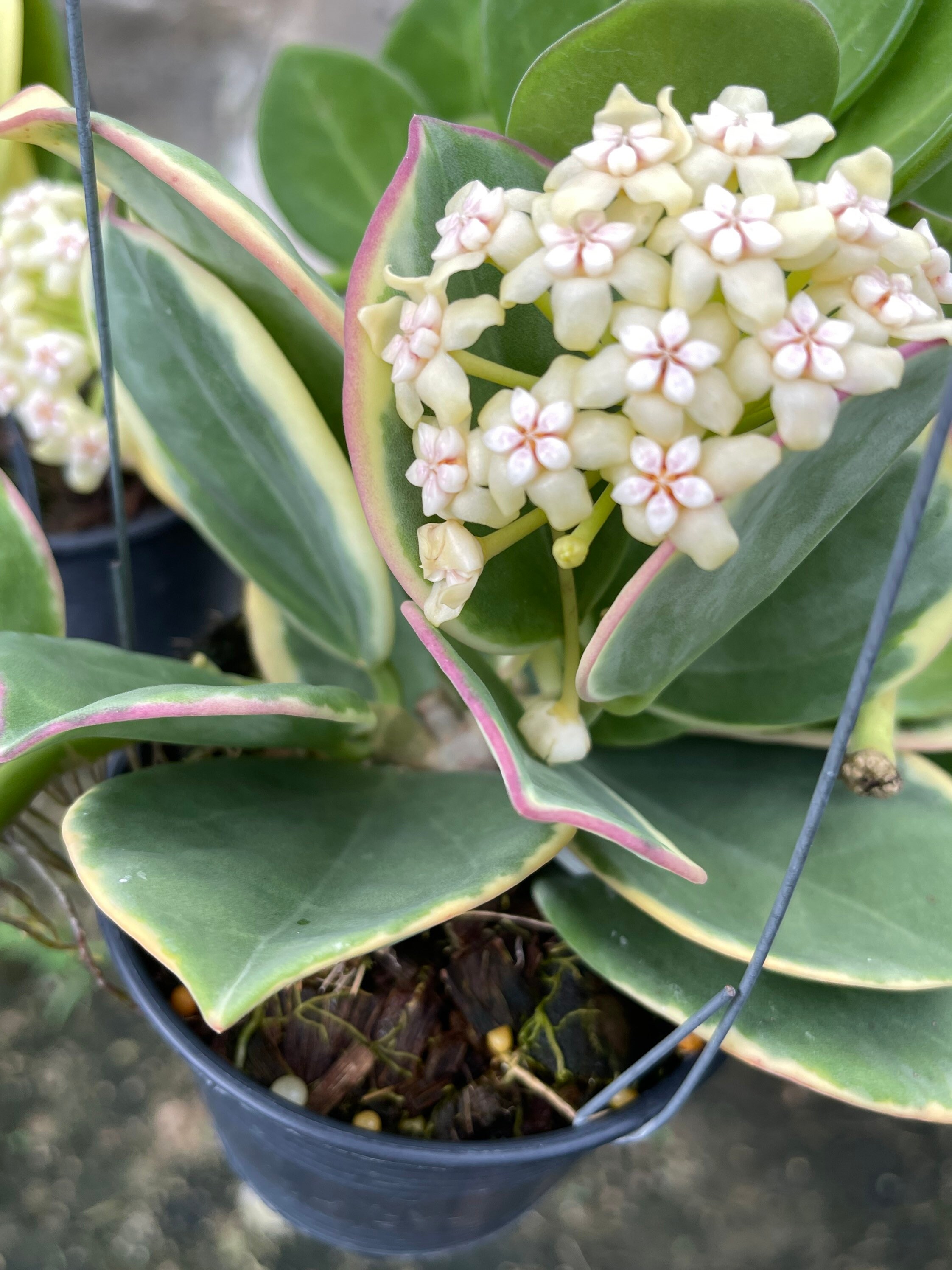 902 Hoya sp. Padang 3号　ホヤ　エスピー　パアダング　花座3 il_fullxfull.4140721865_160j.jpg