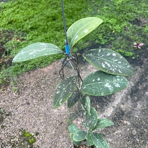 Hoya Rintzii Borneo ((((Hoya)))) phyto-cer////