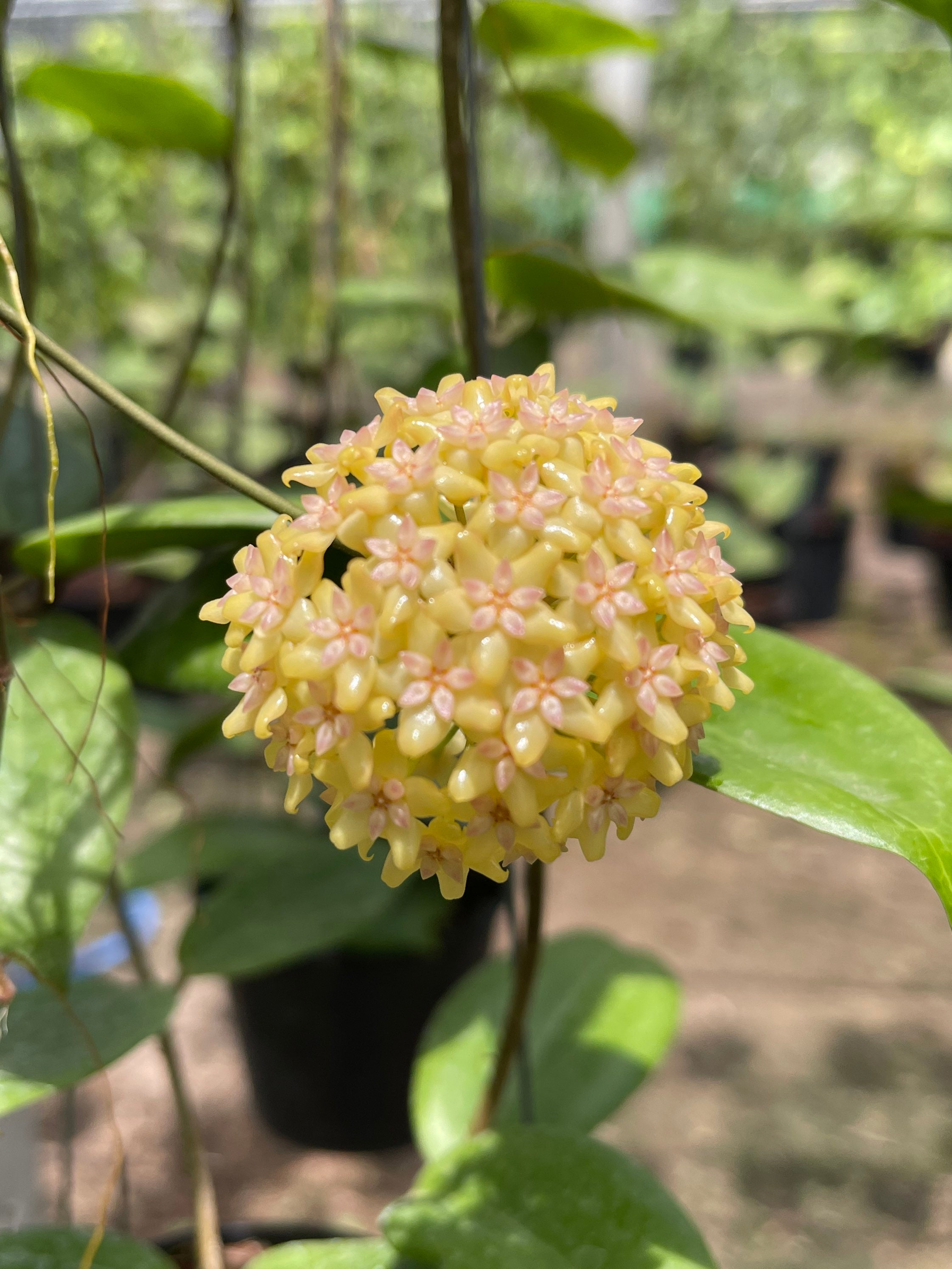 817 ホヤ　フィッチー　イエロー　Hoya fitchii yellow il_fullxfull.3441156249_shla.jpg
