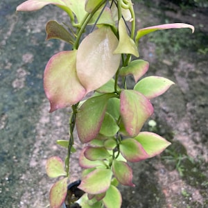 May include: A hanging Hoya plant with pale green leaves, edged with pink and red. The plant is in a black pot and suspended by wire. The oval-shaped leaves have a waxy appearance. The background is a blurred outdoor setting.