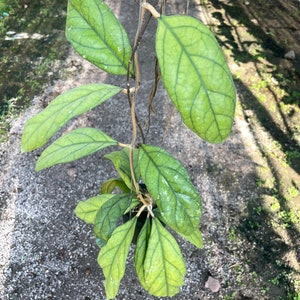 Hoya IML 1029 (((((Hoya))))Phyto_Cer.////