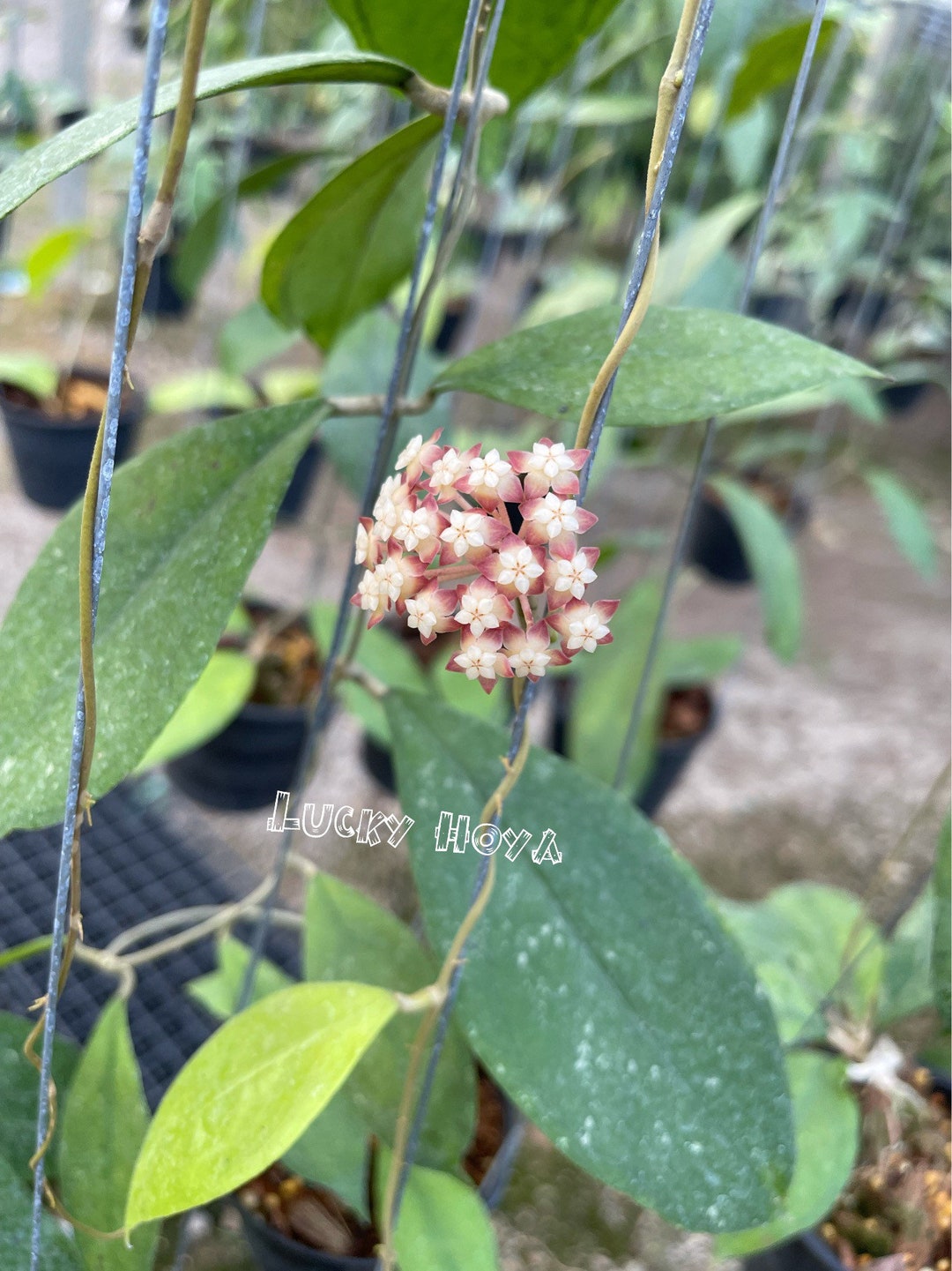 Hoya Chicken Farm ((((hoya))))phyto-cer//// - Etsy