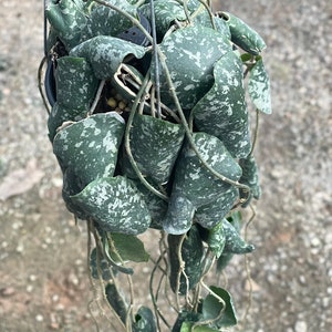 Hoya Imbricata ((HOYA)) ##phyto cer  ///Random