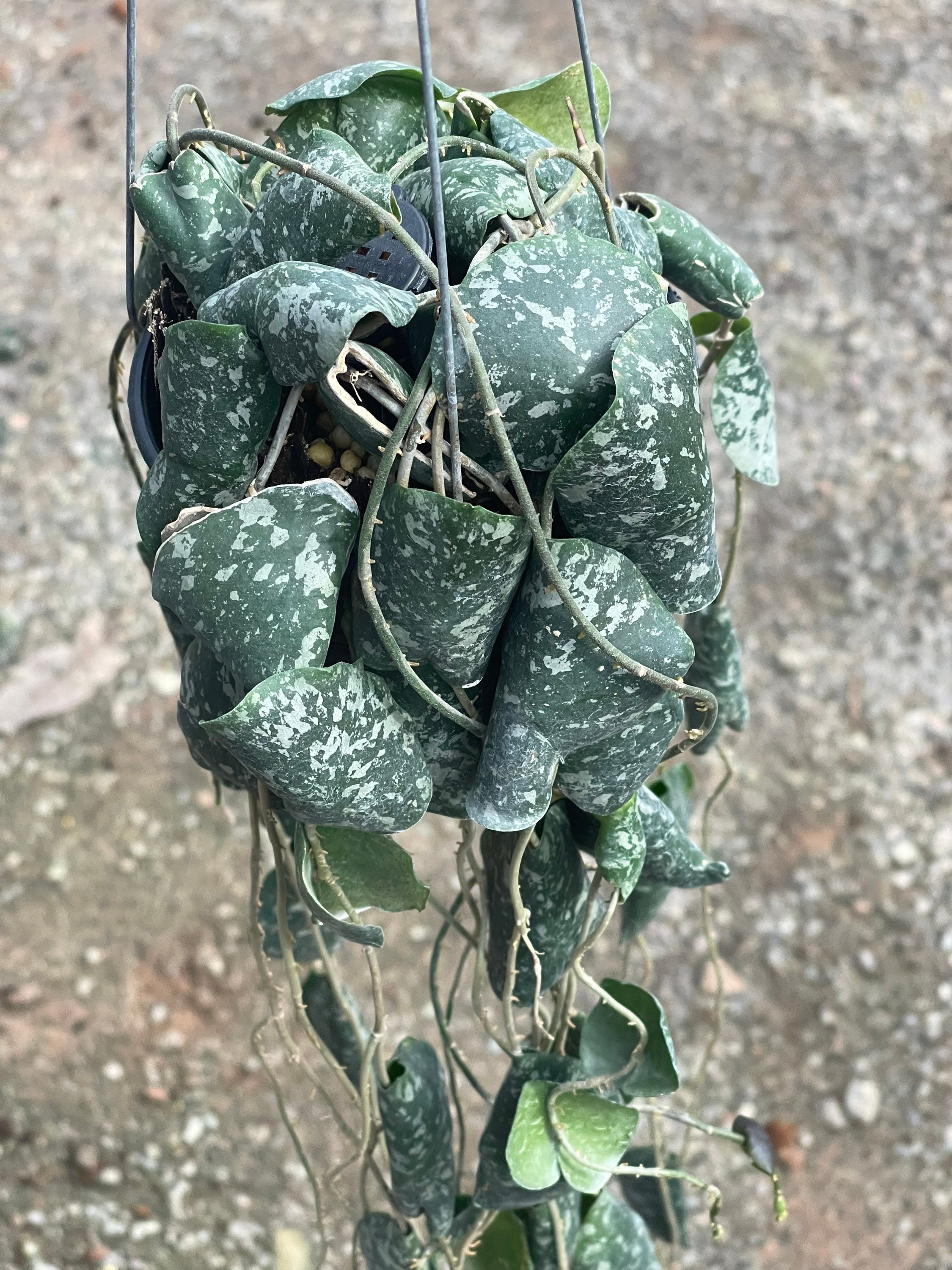 Hoya Imbricata ((HOYA)) ##phyto cer  ///Random