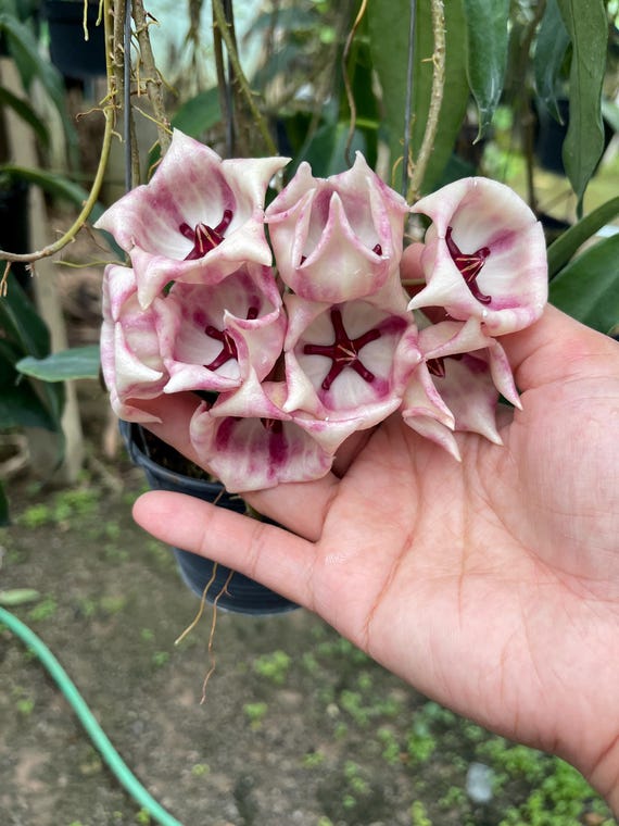 Hoya Archboldiana Pink (((hoya))) Phyto -cer//// - Etsy Israel
