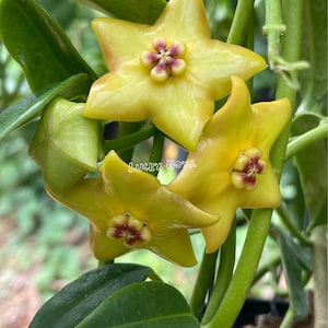 Hoya Ruthie ////Free- phyto cer  ///