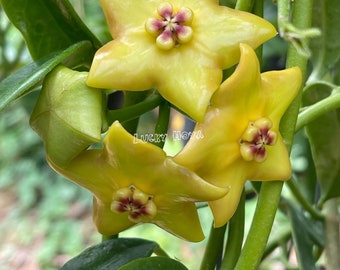 その他観葉植物 HOYA Lyi 4