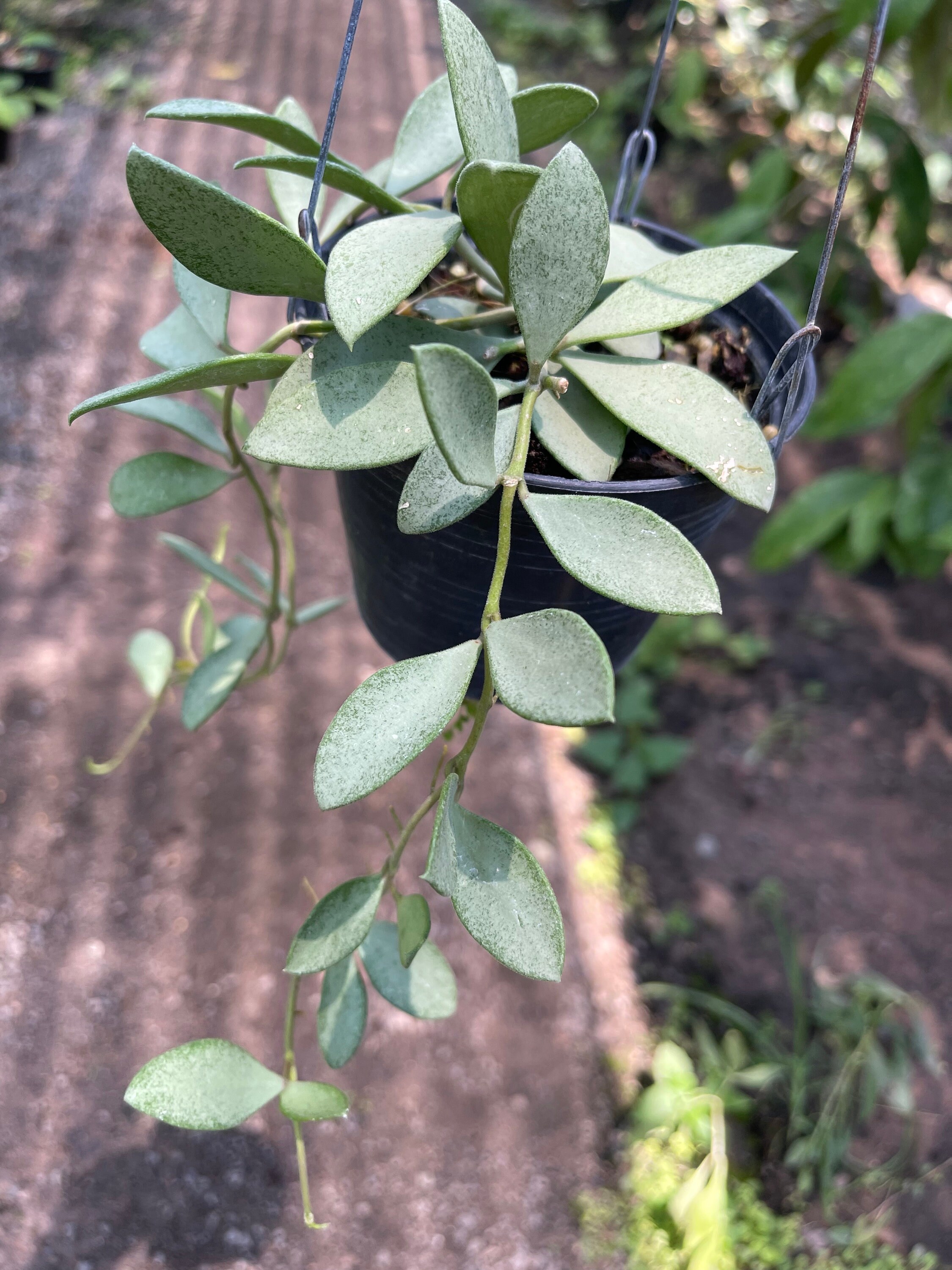 ホヤ ヌンムラリオイデス シルバー ///// free- phyto -cer//// - Etsy