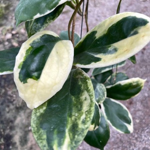 Hoya Incrassata albomarginata (((Hoya))) phyto-cer//